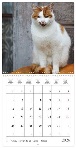Produktbild: F&eacute;lins au fil des mois (Calendrier mural carr&eacute; 2026 30x30 cm) Calendrier double avec une page pour vos prises de notes