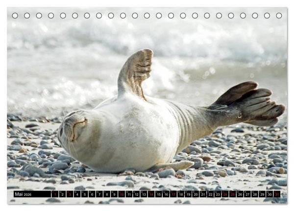 Produktbild: Robben an der Nordsee (Tischkalender 2026 DIN A5 quer), CALVENDO Monatskalender