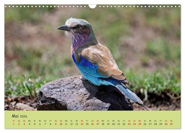 Produktbild: Gefiederte Sch&ouml;nheiten Ostafrikas (Wandkalender 2026 DIN A3 quer), CALVENDO Monatskalender