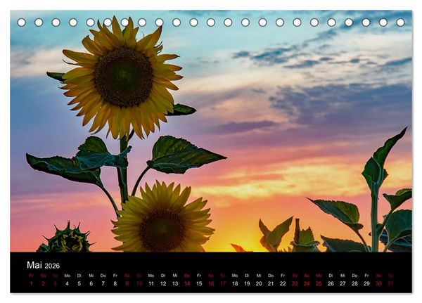 Produktbild: Blumen der Sonne (Tischkalender 2026 DIN A5 quer), CALVENDO Monatskalender