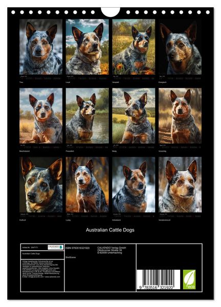 Produktbild: Australian Cattle Dogs (Wandkalender 2026 DIN A4 hoch), CALVENDO Monatskalender