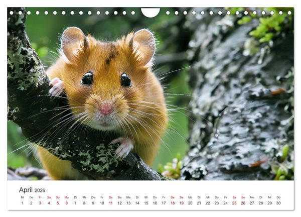 Produktbild: Wild und flauschig - Hamster - Abenteuer in freier Natur (Wandkalender 2026 DIN A4 quer), CALVENDO Monatskalender