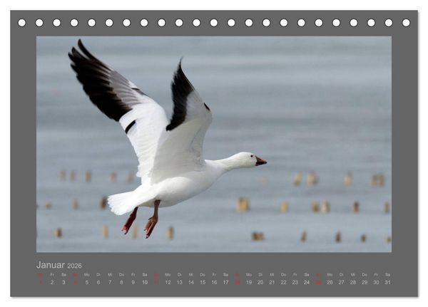 Produktbild: V&Ouml;GEL (Tischkalender 2026 DIN A5 quer), CALVENDO Monatskalender
