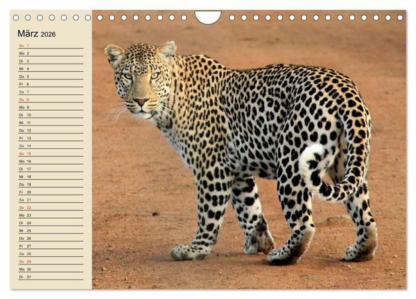 Produktbild: Die Lautlosen. Geparden und Leoparden (Wandkalender 2026 DIN A4 quer), CALVENDO Monatskalender