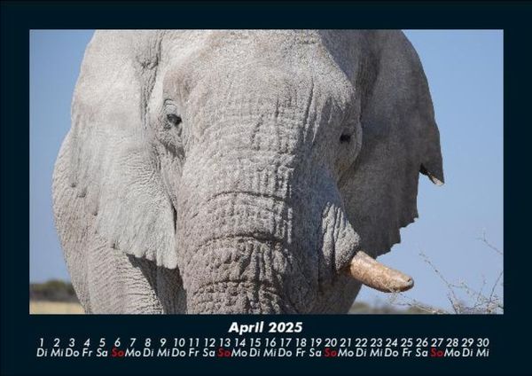 Produktbild: Elefanten - Die sanften Riesen Afrikas 2025 Fotokalender DIN A5