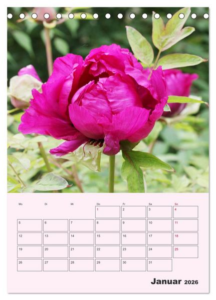 Produktbild: Pfingstrosen Rosen ohne Dornen (Tischkalender 2026 DIN A5 hoch), CALVENDO Monatskalender