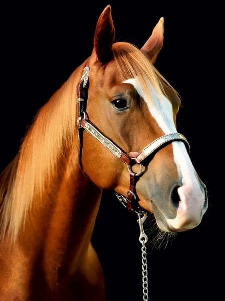 Produktbild: American Quarter Horse (Puzzle)