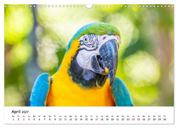Produktbild: Aras und bunte Sittiche: Exotische Papageien-Portr&auml;ts (Wandkalender 2027 DIN A3 quer), CALVENDO Monatskalender