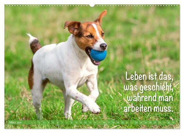 Produktbild: Jack Russell Terrier: Komm spielen (hochwertiger Premium Wandkalender 2026 DIN A2 quer), Kunstdruck in Hochglanz
