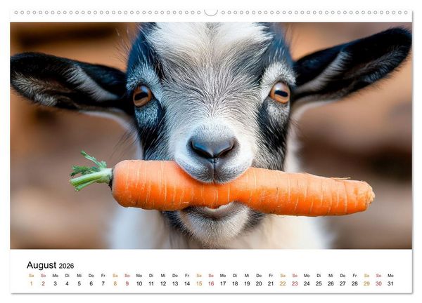 Produktbild: Ziegen - Bocksprung durch das Jahr (hochwertiger Premium Wandkalender 2026 DIN A2 quer), Kunstdruck in Hochglanz