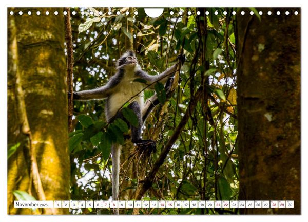 Produktbild: Gunung Leuser Nationalpark Sumatra (Wandkalender 2026 DIN A4 quer), CALVENDO Monatskalender