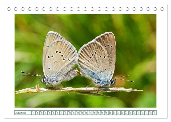 Produktbild: Schmetterlinge: zart und bunt (Tischkalender 2026 DIN A5 quer), CALVENDO Monatskalender