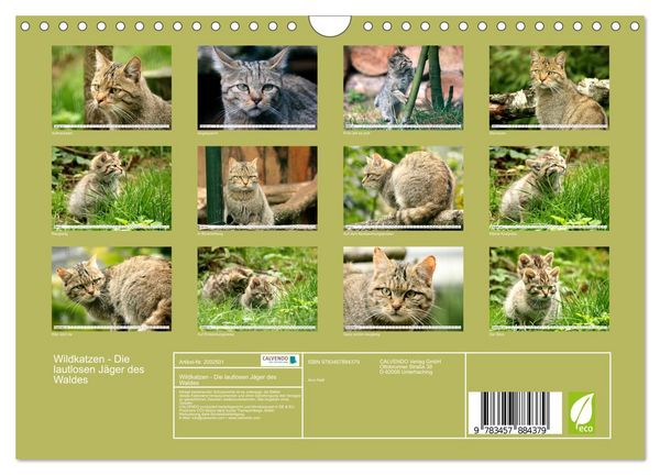 Produktbild: Wildkatzen - Die lautlosen J&auml;ger des Waldes (Wandkalender 2026 DIN A4 quer), CALVENDO Monatskalender