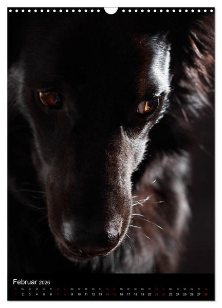 Produktbild: Stille Momente - Die sensible Seite der Hunde (Wandkalender 2026 DIN A3 hoch), CALVENDO Monatskalender