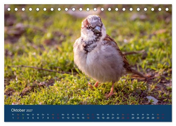 Produktbild: Spatzen-Kalender (Tischkalender 2027 DIN A5 quer), CALVENDO Monatskalender