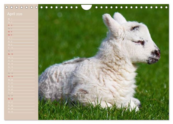 Produktbild: Schafe / Geburtstagskalender (Wandkalender 2026 DIN A4 quer), CALVENDO Monatskalender