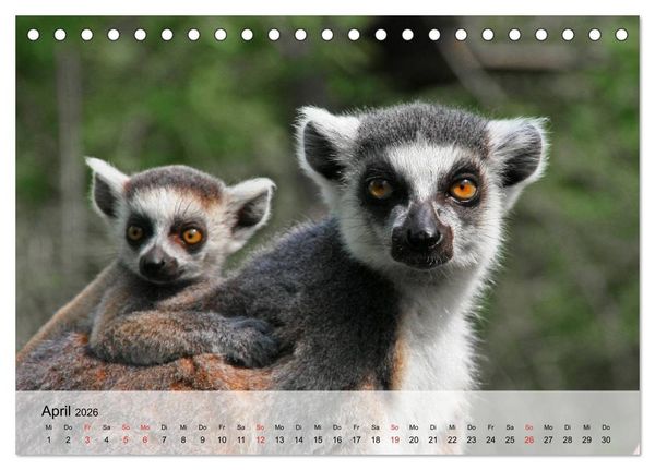 Produktbild: Faszination Affen. Kobolde zum Verlieben (Tischkalender 2026 DIN A5 quer), CALVENDO Monatskalender