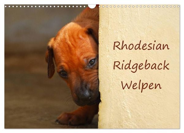 Produktbild: Rhodesian Ridgeback Welpen (Wandkalender 2026 DIN A3 quer), CALVENDO Monatskalender