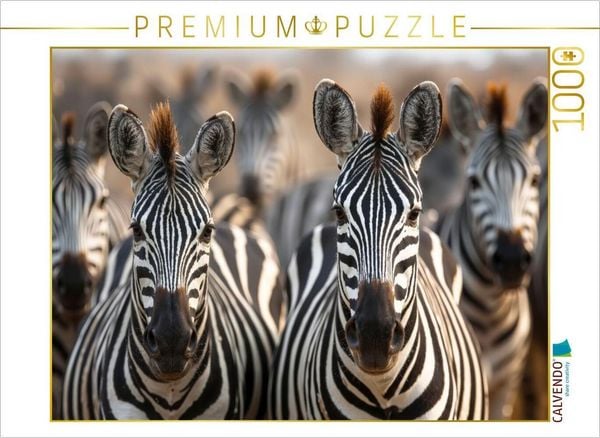 CALVENDO Puzzle Ein typisches Bild - eine große Zebraherde | 1000 Teile Lege-Größe 64x48cm Foto-Puzzle für glückliche Stunden
