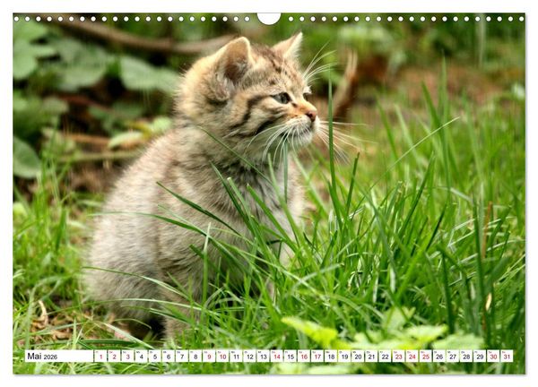 Produktbild: Wildkatzen - Die lautlosen J&auml;ger des Waldes (Wandkalender 2026 DIN A3 quer), CALVENDO Monatskalender