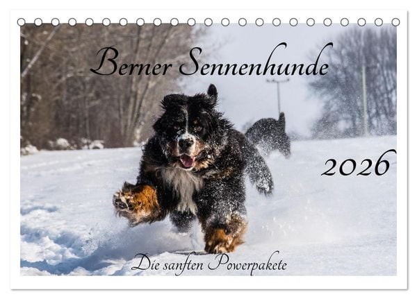 Berner Sennenhunde - Die sanften Powerpakete (Tischkalender 2026 DIN A5 quer), CALVENDO Monatskalender