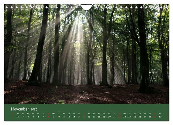 Produktbild: Lichter im Wald (Wandkalender 2026 DIN A4 quer), CALVENDO Monatskalender