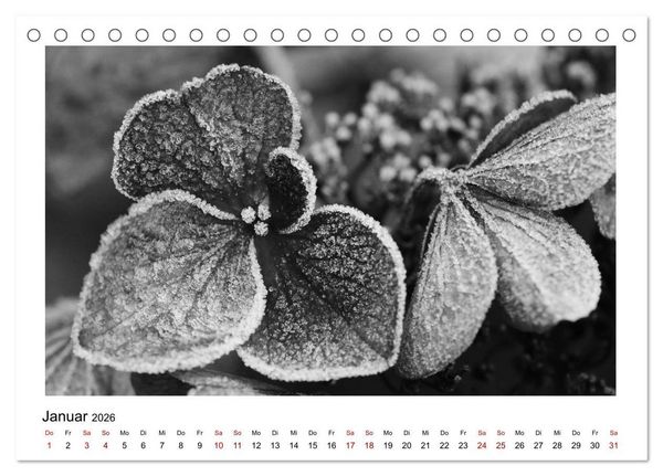 Produktbild: Die grafische Sch&ouml;nheit der Pflanzen &ndash; Schwarz-Wei&szlig; (Tischkalender 2026 DIN A5 quer), CALVENDO Monatskalender