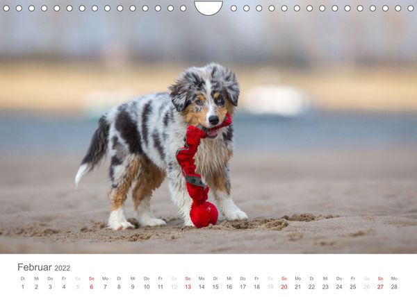 Produktbild: Australian Shepherd 2022 (Wandkalender 2022 DIN A4 quer)