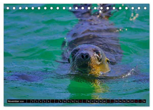 Produktbild: Naturparadies Galapagos - UNESCO Weltkulturerbe (Tischkalender 2026 DIN A5 quer), CALVENDO Monatskalender