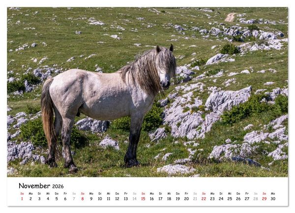 Produktbild: Wildpferde am Kruzi Plateau (Wandkalender 2026 DIN A3 quer), CALVENDO Monatskalender