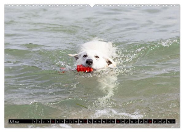 Produktbild: Berger Blanc Suisse - Weggef&auml;hrten auf 4 Pfoten (hochwertiger Premium Wandkalender 2026 DIN A2 quer), Kunstdruck in Hochglanz