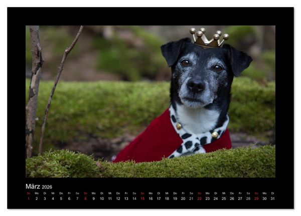 Produktbild: Jack Russell Terrier.....Ein Verwandlungsk&uuml;nstler namens Jake (hochwertiger Premium Wandkalender 2026 DIN A2 quer), Kunstdruck in Hochglanz
