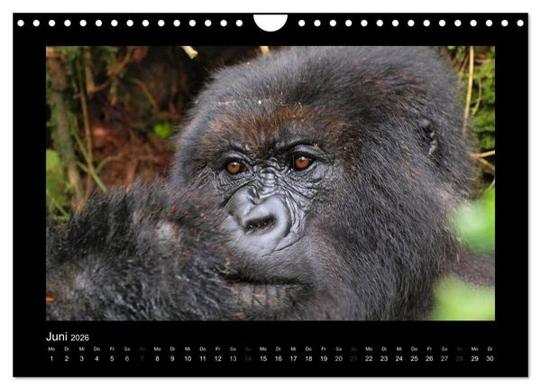 Produktbild: Wilde Tiere Afrikas (Wandkalender 2026 DIN A4 quer), CALVENDO Monatskalender