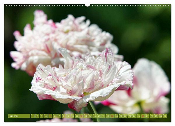 Produktbild: Mohn Tage (hochwertiger Premium Wandkalender 2026 DIN A2 quer), Kunstdruck in Hochglanz