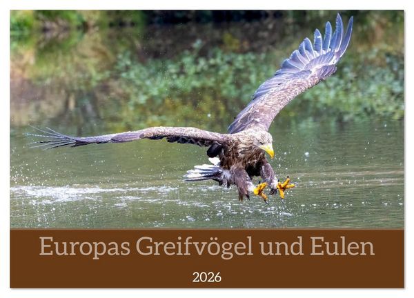 Produktbild: Europas Greifv&ouml;gel und Eulen (Wandkalender 2026 DIN A3 quer), CALVENDO Monatskalender