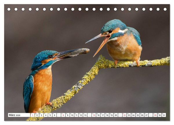 Produktbild: Faszination Eisvogel (Tischkalender 2026 DIN A5 quer), CALVENDO Monatskalender