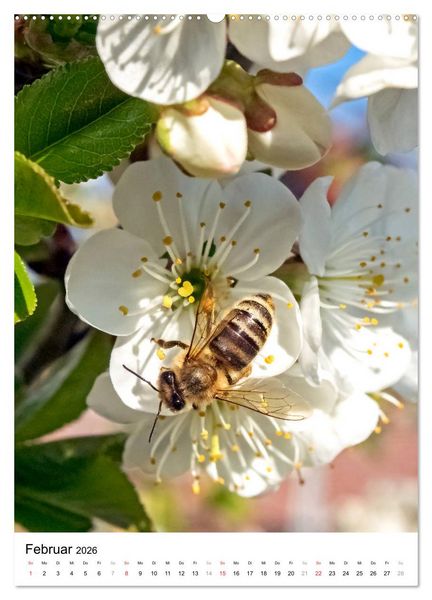 Produktbild: BIENEN - Kleine N&uuml;tzlinge ganz nah (hochwertiger Premium Wandkalender 2026 DIN A2 hoch), Kunstdruck in Hochglanz