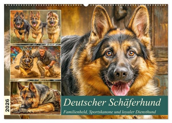 Produktbild: Deutscher Sch&auml;ferhund. Familienheld, Sportskanone und loyaler Diensthund (Wandkalender 2026 DIN A2 quer), CALVENDO Monatskalender