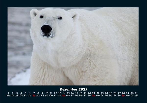 Produktbild: Tiere in der Wildnis 2025 Fotokalender DIN A4
