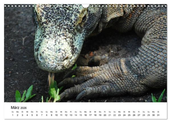 Produktbild: Faszination - Echsen (Wandkalender 2026 DIN A3 quer), CALVENDO Monatskalender