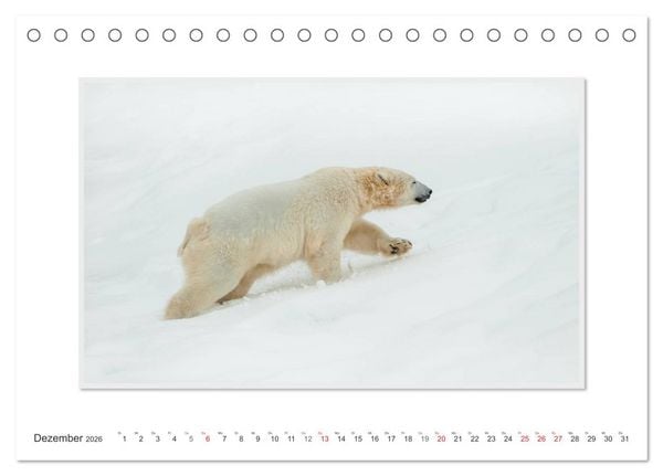 Produktbild: Emotionale Momente: Der Eisb&auml;r. (Tischkalender 2026 DIN A5 quer), CALVENDO Monatskalender