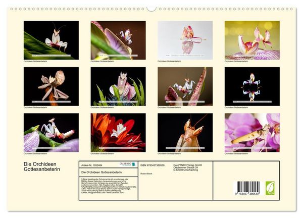 Produktbild: Die Orchideen Gottesanbeterin (hochwertiger Premium Wandkalender 2026 DIN A2 quer), Kunstdruck in Hochglanz