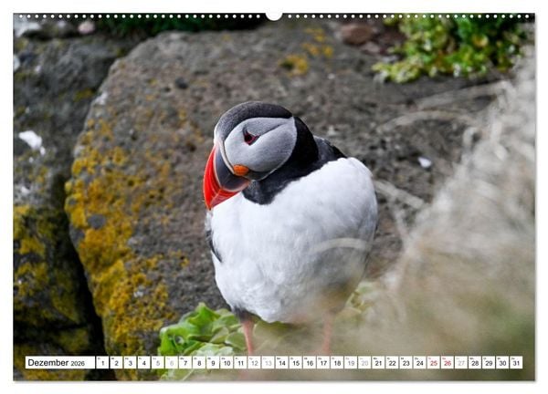 Produktbild: Islands Papageientaucher (hochwertiger Premium Wandkalender 2026 DIN A2 quer), Kunstdruck in Hochglanz