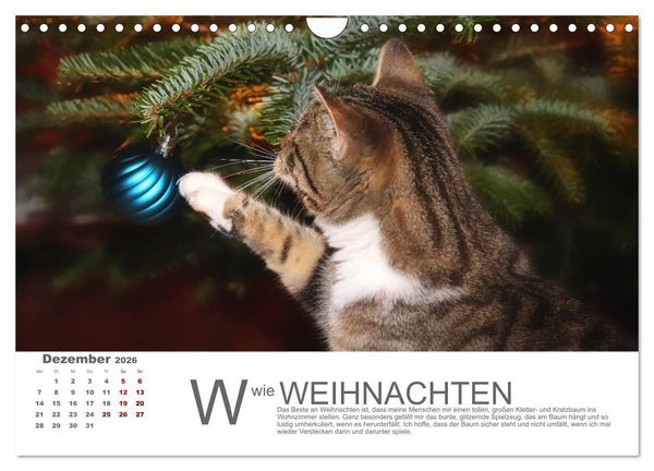 Produktbild: Katzen ABC (Wandkalender 2026 DIN A4 quer), CALVENDO Monatskalender