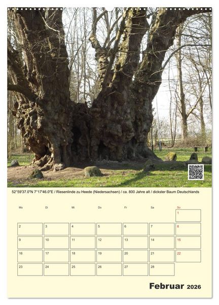 Produktbild: Uralt - Mit QR-Code und GPS zu alten B&auml;umen (hochwertiger Premium Wandkalender 2026 DIN A2 hoch), Kunstdruck in Hochglanz