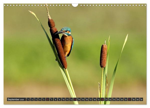 Produktbild: Der Eisvogel (Wandkalender 2026 DIN A3 quer), CALVENDO Monatskalender