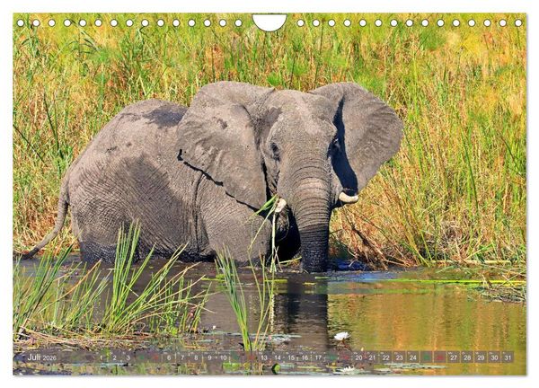 Produktbild: Elefanten in Afrika (Wandkalender 2026 DIN A4 quer), CALVENDO Monatskalender