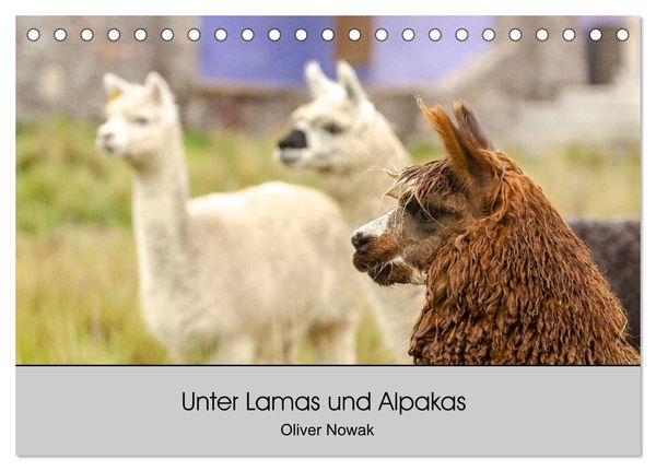 Unter Lamas und Alpakas (Tischkalender 2025 DIN A5 quer), CALVENDO Monatskalender