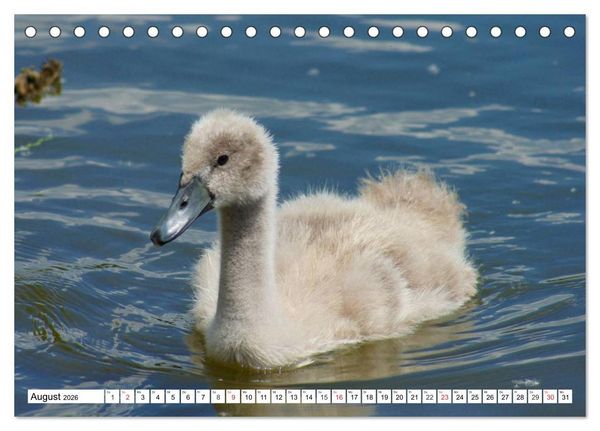 Produktbild: Elegante Schw&auml;ne (Tischkalender 2026 DIN A5 quer), CALVENDO Monatskalender