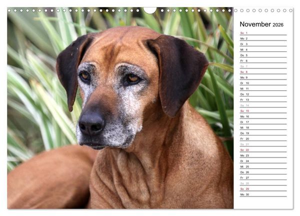 Produktbild: Rhodesian Ridgeback Terminkalender (Wandkalender 2026 DIN A3 quer), CALVENDO Monatskalender